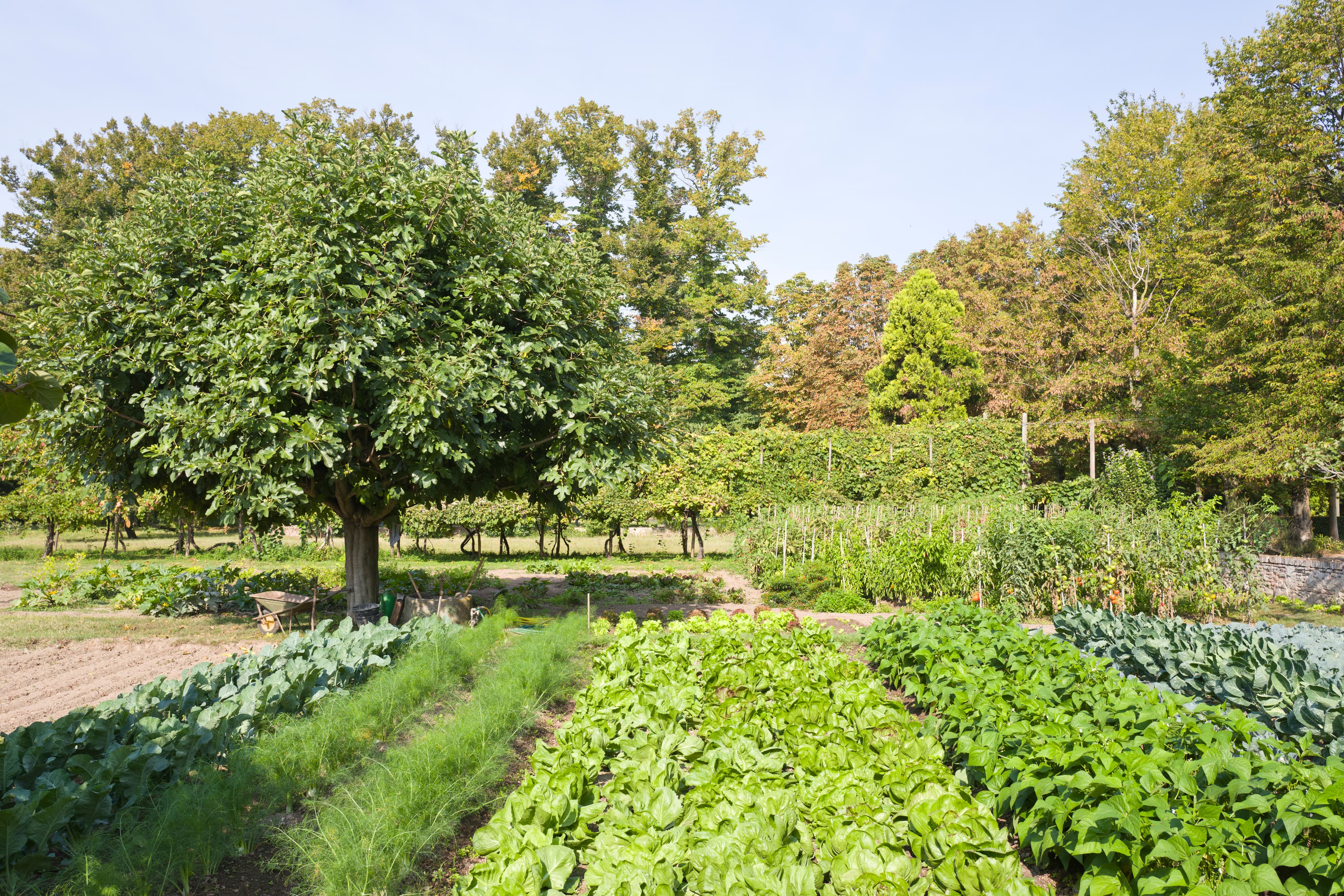 The Kitchen Garden